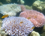 Phát hiện rạn san hô khổng lồ ngoài khơi Brazil