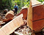 Để xảy ra phá rừng, hàng loạt kiểm lâm bị đình chỉ công tác