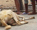 Nắng hạn, cừu Ninh Thuận chết hàng loạt