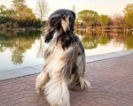 Con chó "phong cách" nhất thế giới là đây!