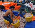 Hàng trăm tấn cá chết trắng bè, dân La Ngà khóc ròng