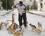 Trại &quot;tị nạn&quot; cho mèo ở quốc gia bị chiến tranh giày xéo Syria