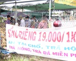 Ùn ùn đi ăn sầu riêng "siêu rẻ", chỉ 19.000 đồng/kg