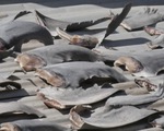 Bộ Công thương yêu cầu báo cáo vụ phơi vây cá mập trên mái nhà