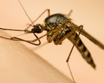 Vì sao có người thường bị muỗi chích, người thì không?