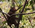 Chăm sóc khỉ mặt đỏ khỏi thương tích, thả về rừng tự nhiên