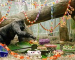 Khỉ đột thọ nhất thế giới mừng sinh nhật 60