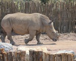 ​Vườn bách thú Bỉ bảo vệ tê giác bằng cách cưa ngắn sừng