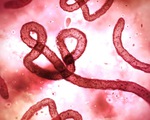 ​WHO cảnh báo nguy cơ bùng phát Ebola trở lại ở Congo