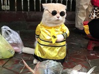 Chú mèo bán cá tên Chó ở Hải Phòng gây chú ý trên mạng xã hội