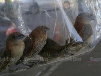 ​Người Thái phẫn nộ chuyện nhốt chim trong túi nilon bán phóng sinh