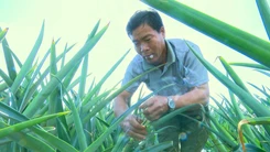 Cây khóm MD2 bén duyên với vùng đất trũng phèn Hậu Giang