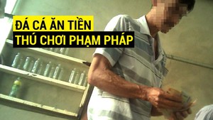 Đỏ đen “trường cá”: Đá cá ăn tiền và lời cảnh báo về thú chơi phạm pháp