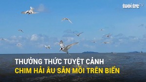 Thưởng thức tuyệt cảnh chim hải âu săn mồi trên biển