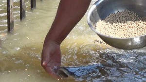 Dụ hơn 10 tấn cá sông vào chà chỉ để cho cá ăn và ngắm