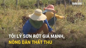 Tỏi Lý Sơn rớt giá mạnh, nông dân thất thu