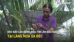 Độc đáo lúa kiểng màu tím lần đầu xuất hiện tại làng hoa Sa Đéc