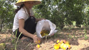 Côn trùng phá hoại, cam ở Hà Tĩnh rụng hàng loạt trước thu hoạch