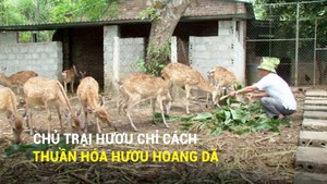 Chủ trại hươu chỉ cách thuần hóa hươu hoang dã