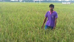 Nông dân ngồi trên đống lửa với lúa sạch