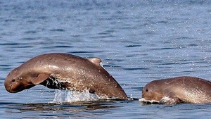 Tin nóng 24G ngày 17-11-2018: Ngược dòng Mekong, tìm loài cá bạn của con người