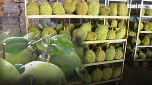 Khoác áo Thái, trái cây Việt vẫn bí đường vào Trung Quốc