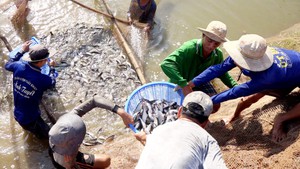 Đồng Tháp chưa ghi nhận tình trạng cá tra giống không kỳ không ngạnh