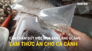 Cần chấm dứt việc mua bán lăng quăng làm thức ăn cho cá cảnh