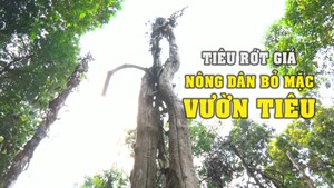 Tiêu rớt giá thê thảm, nông dân bỏ mặc vườn tiêu