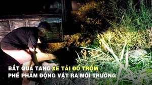 Bắt quả tang xe tải đổ trộm hơn 6 tấn phế phẩm động vật ra môi trường