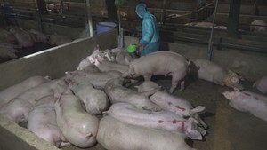 Tin nóng 24h: Hàng trăm con heo nghi bị bơm nước, chích thuốc đã bị tẩu tán