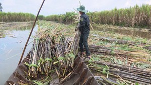 Nhà máy thu mua khởi động chậm, vùng mía Hậu Giang ì ạch thu hoạch và tổn thất