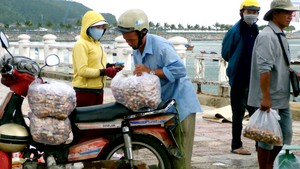 Nhộn nhịp thu mua ốc nhảy lặn bắt từ Trường Sa