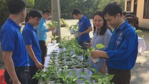 Bạn trẻ công sở Nghệ An hào hứng đổi rác lấy cây xanh