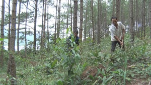 Lâm Đồng chi 15 tỷ đồng bảo vệ 57.000 ha rừng tự nhiên
