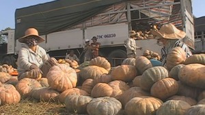 Nông dân trúng đậm mùa bí đỏ