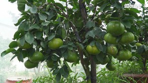 Đặc sản quýt hồng trồng chậu người thắng lớn, người buồn hiu
