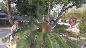 Ngắm cây vạn tuế hơn 100 tuổi trổ 2 bông