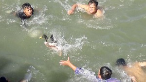 Hơn trăm thanh niên đuổi bắt vịt trên sông nước miền Tây