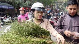 Người Hà Nội 'lùng' mua rau mùi già tắm trước Tết