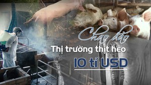 Dịch tả heo tấn công, chao đảo thị trường thịt heo Việt Nam 10 tỉ USD