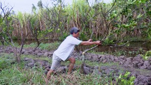 Diện tích cam xoàn Phụng Hiệp giảm mạnh