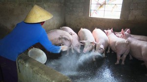 Góc nhìn trưa nay | Dịch tả heo châu Phi lan đến TP Thanh Hóa
