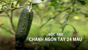 Độc  đáo chanh ngón tay 24 màu ở miền Tây