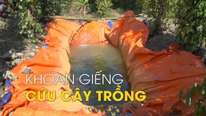 Nông dân khoan giếng, xây hồ dự trữ nước cứu cây trồng