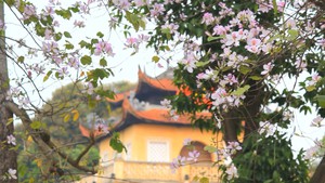 Mê mẩn ngắm hoa ban khoe sắc giữa lòng Hà Nội