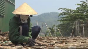 Giá quế tăng kỷ lục, người dân phấn khởi