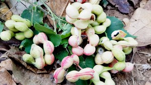 Mùa trái me nước – mùa ký ức trẻ thơ
