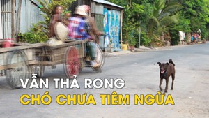Chó chưa tiêm ngừa vẫn chạy rong trên đường