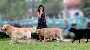 Góc nhìn trưa nay | Chó thả rông, không rọ mõm “lang thang” khắp phố